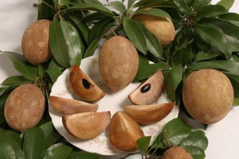 Sapodilla Plant - 2 to 3 Feet Tall - Manilkara zapota - 3 Gallon Pot - Tropical Fruit Tree
