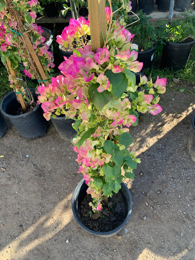 Bougainvillea Plant 3 Gallon Pink and White Variety (Bougainvillea spp.)