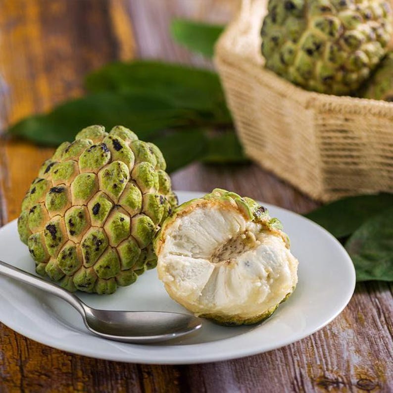 Sugar Apple Plant - 3 Gallon Pot - Annona squamosa - 2 to 3 Feet Tall - Tropical Fruit Tree for Garden