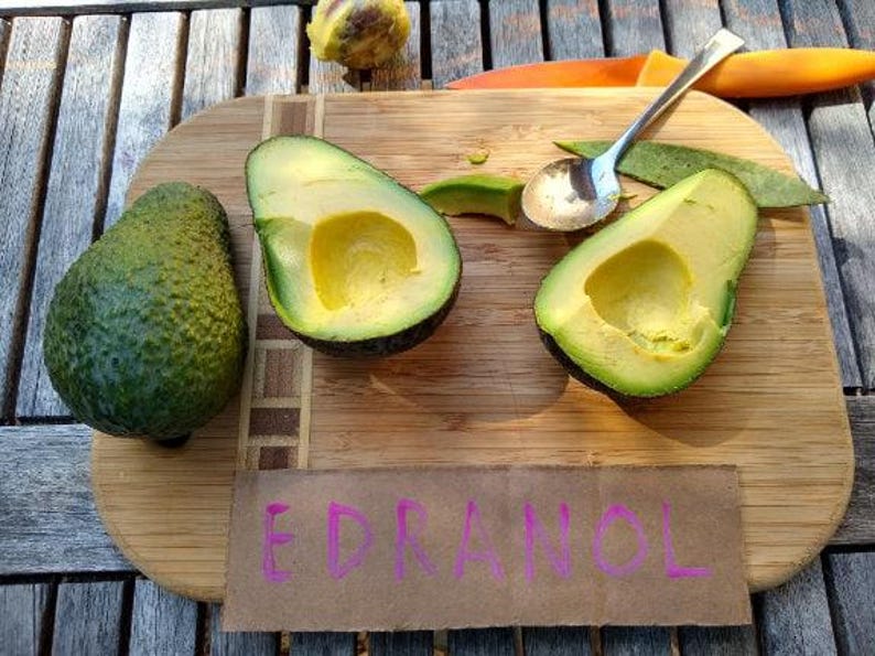 Edranol Avocado Tree - 1ft Grafted Plant - Ships in Plastic Bag - Persea americana