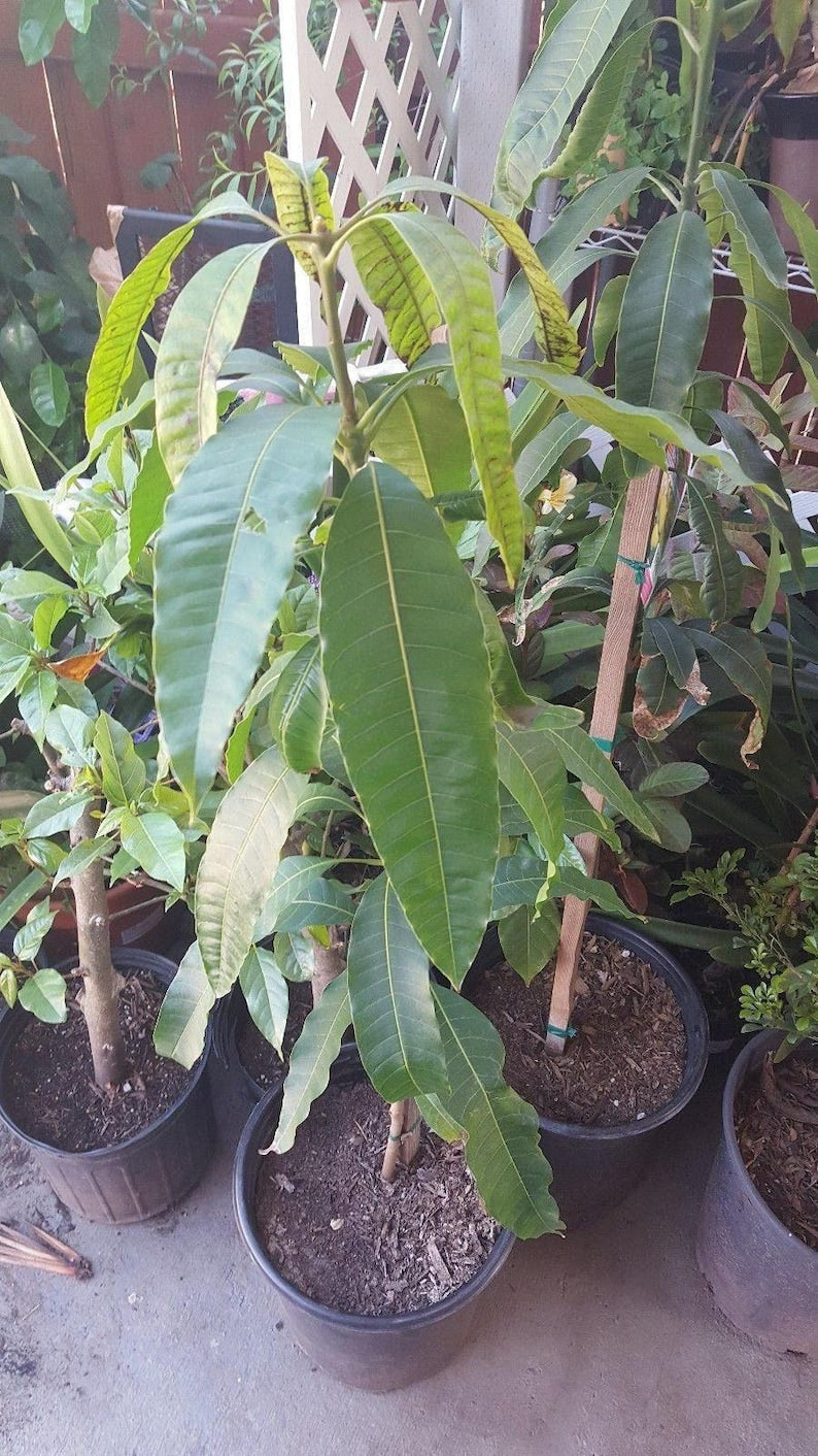 Manila Mango Tree Live Plant - 1 to 2 Feet Tall - 3 Gallon Pot - Mangifera indica - Early Season Variety