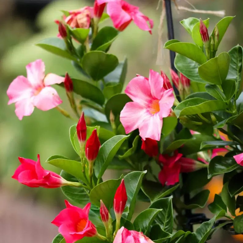 Live Pink Mandevilla Plant in 1 Gallon Pot - Sun-Loving Climbing Vine (Mandevilla spp.) - Keep Moist but Not Soggy
