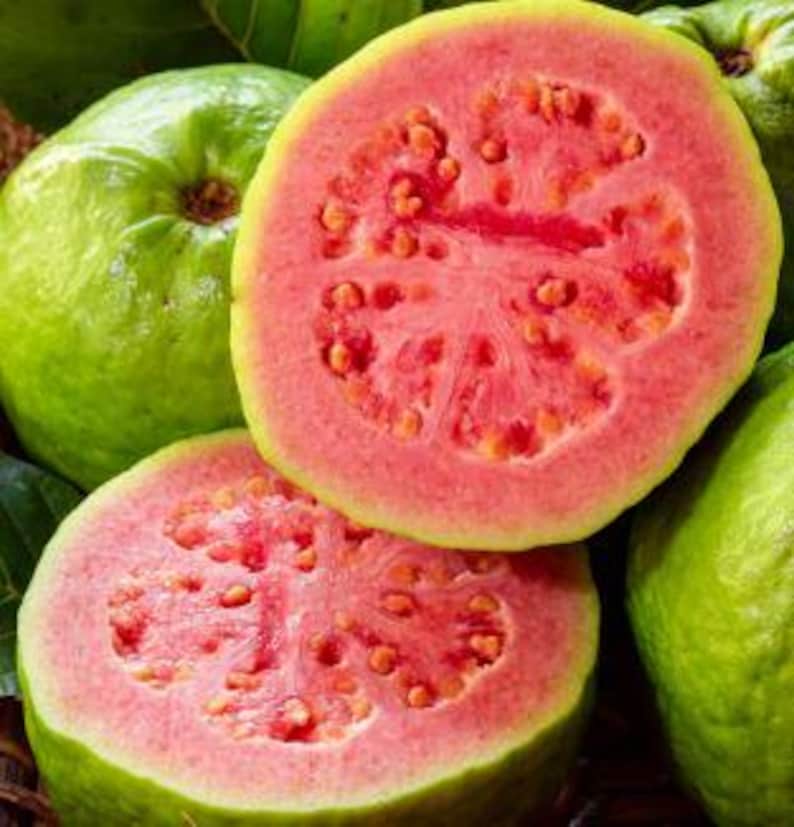 Large Pink Guava Tree in 1 Gal Pot - Fruiting Plant with Flowers, Psidium guajava