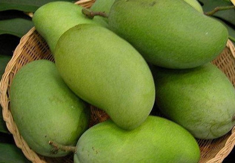 Okrung Mango Tree Live Plant - Grafted 1-2 Feet Tall - Ships in 6" Pot - Mangifera indica - Sweet Thai Variety
