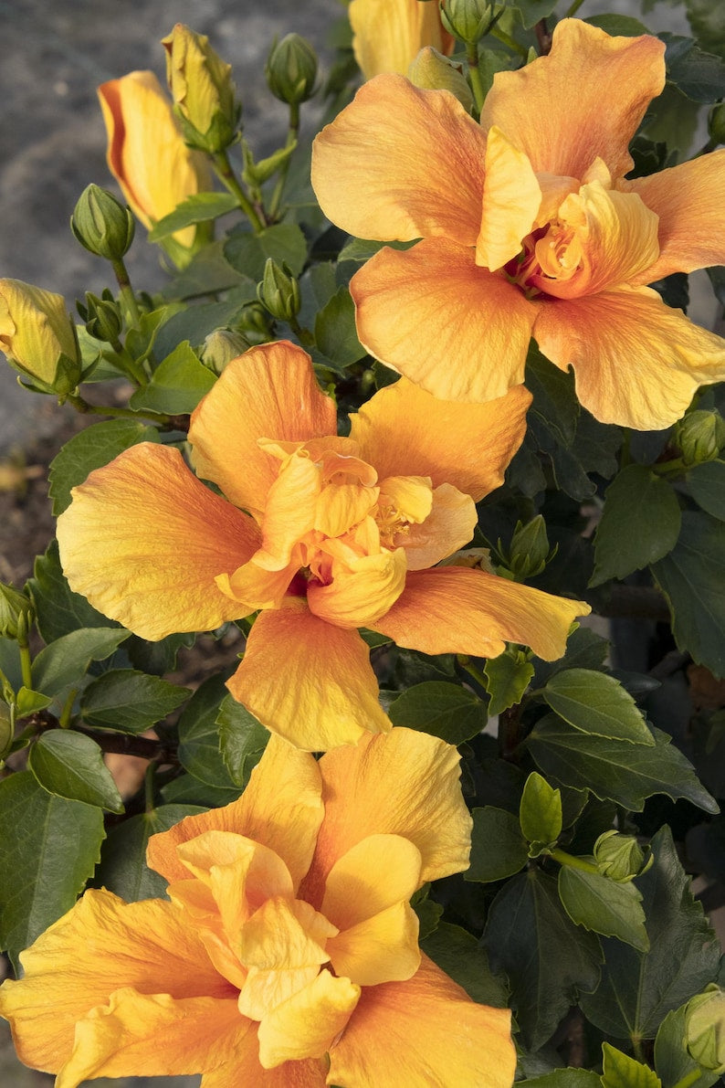 Live Kona Improve Hibiscus Plant in 1 Gallon Pot - Golden Yellow Blooms with Orange-Red Throats - Tropical Shrub for Patios