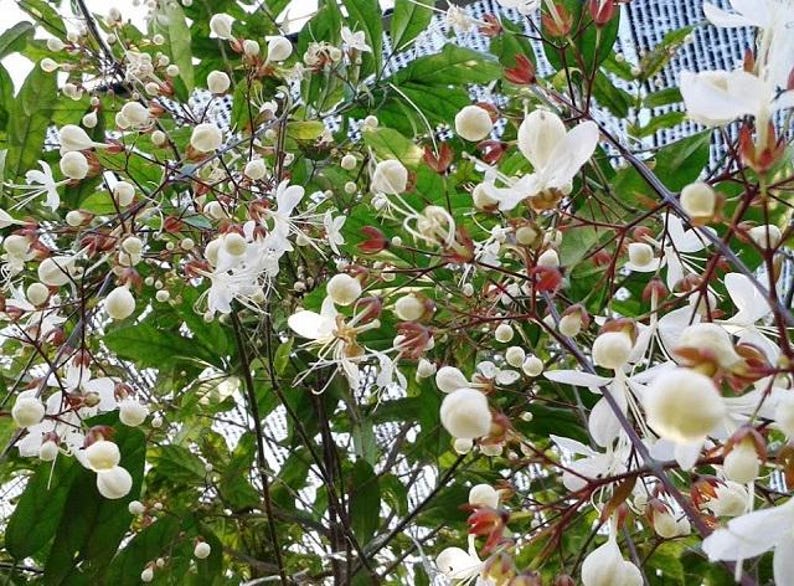 Clerodendrum schmidtii Plant - 1 to 2 Feet - Cây D? Ng?c Minh Châu - 3 Gal Pot - Tropical Foliage