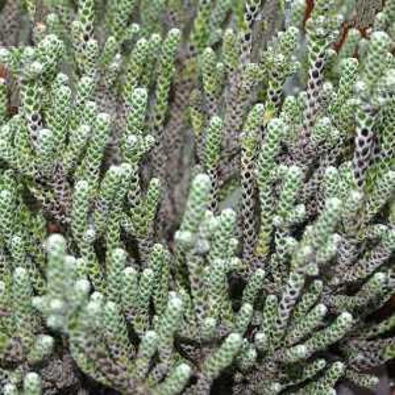 Coral Shrub Starter Plant - 4" Tall - Ozothamnus coralloides - Unique Silvery Green Leaves - Ships in 3" Pot