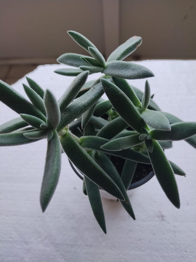 Crassula Plant - Small Pretty in Pewter Succulent / Crassula mesembryanthemoides 'Tenelli' - Easy Care Houseplant - Crassula Perfoliata Falcata