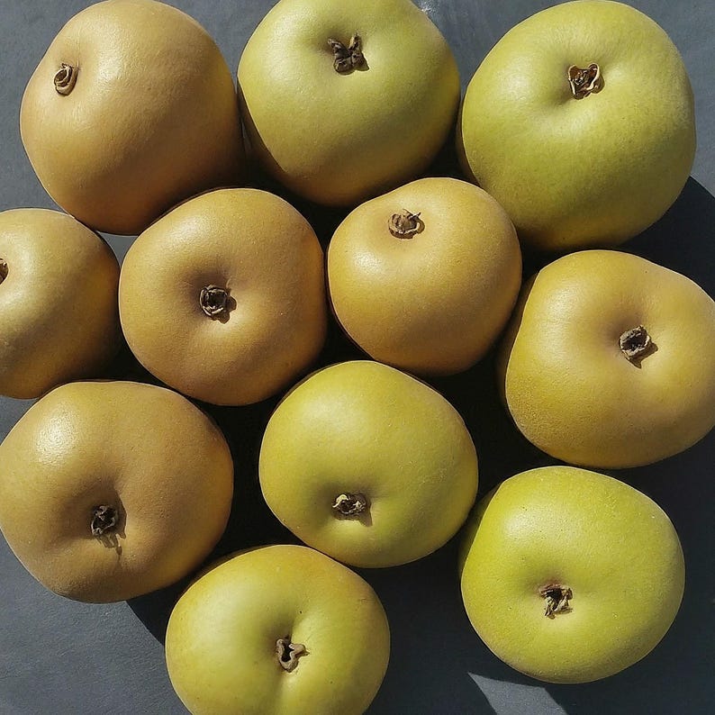 Ussurian Pear Tree Seedling 12-18" Hardy Edible Live Plant (Pyrus ussuriensis) - Cold Tolerant, No Shipments to CA or HI