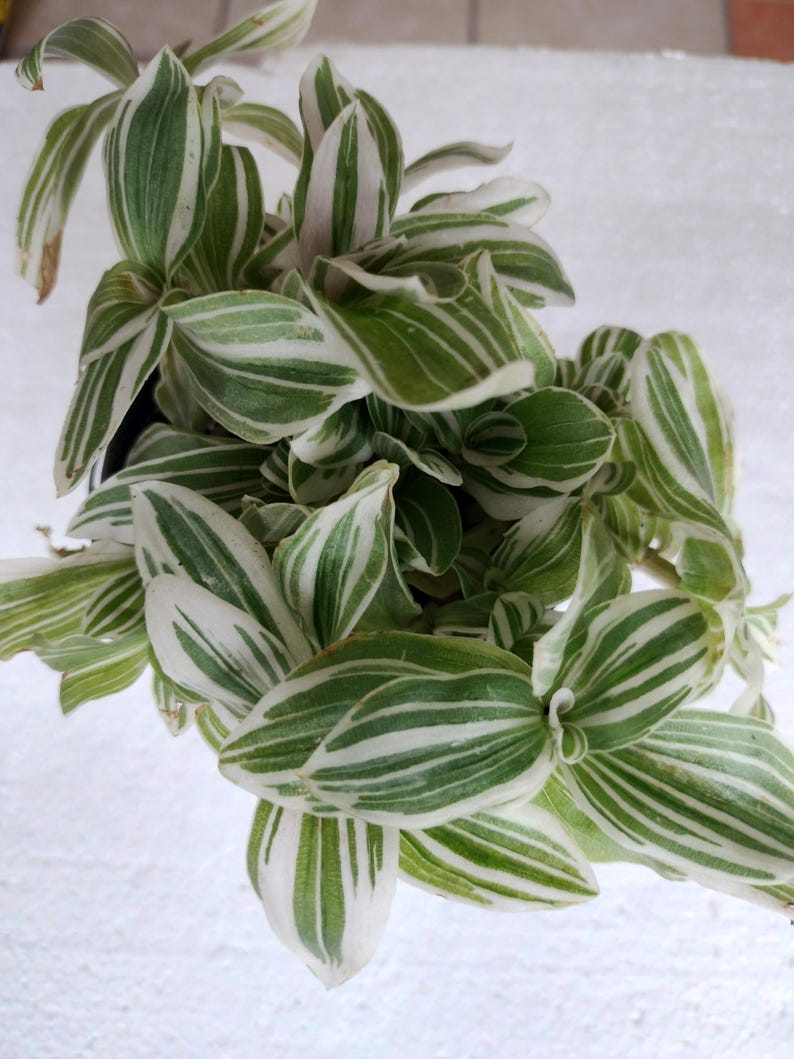 Feeling Sweet Tradescantia - Small Plant with Free Cutting - Tradescantia spp - Rooted, Bareroot, Easy to Grow, Low Maintenance