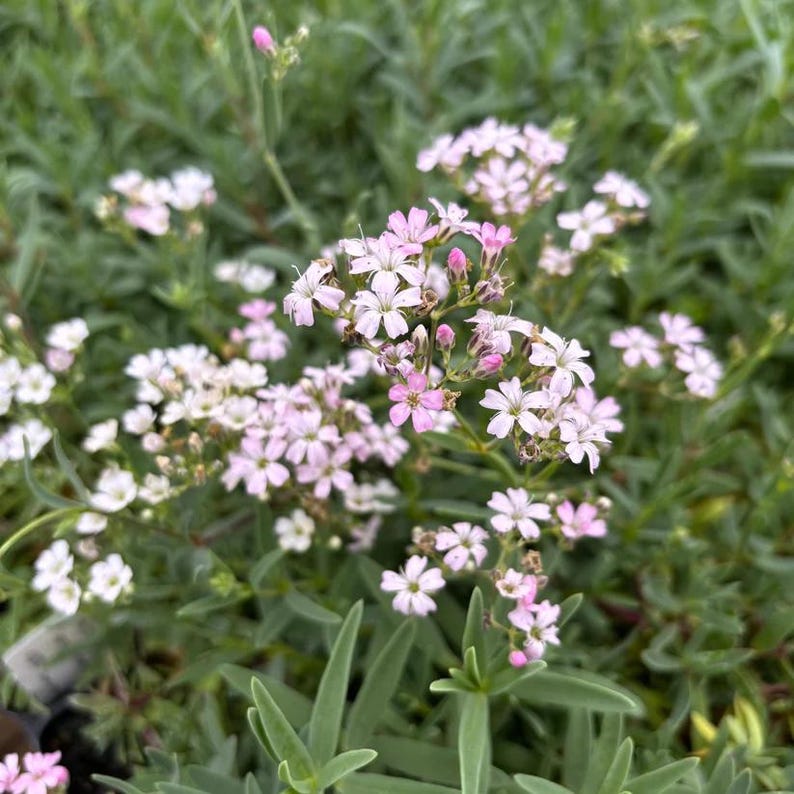 Creeping Baby's Breath Live Plant 3.5" Pot Pink Gypsophila repens 'Rosea' Full Sun Part Shade Zones 2-9