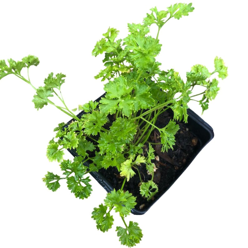 Curly Parsley Plant in 2.5-inch Pot - Organic Petroselinum crispum for Cooking & Butterfly Gardens
