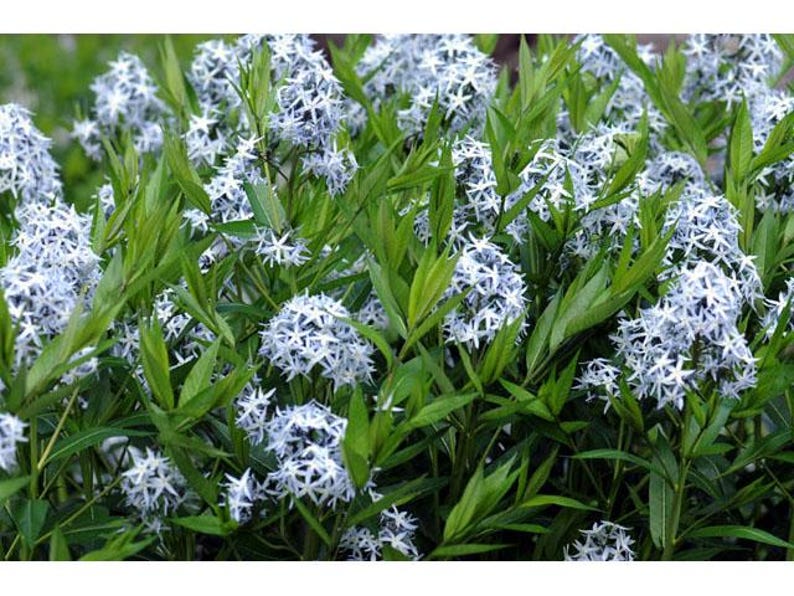 Common Bluestar Plant - Bareroot - Amsonia tabernaemontana - Native Perennial for Gardens