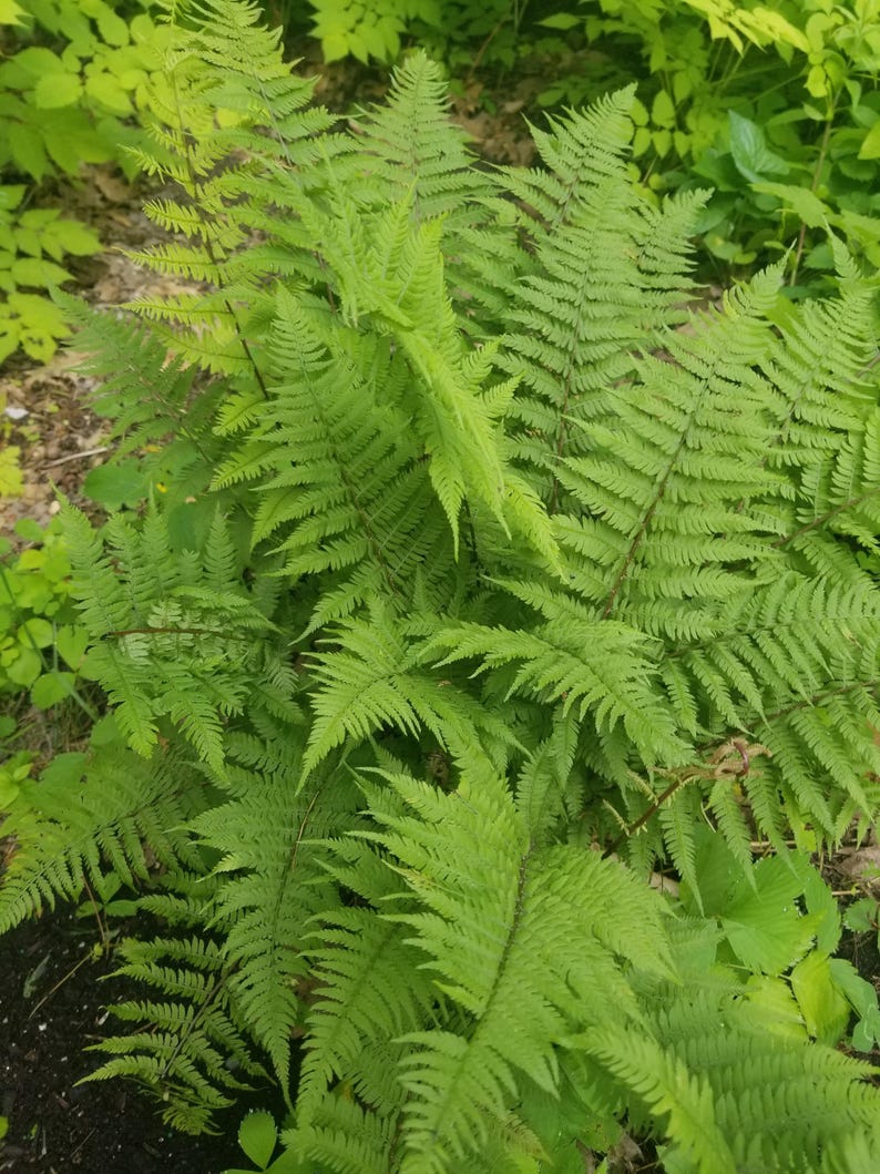 Lady Fern Divisions - Bareroot Fresh Lady Fern Plants - Athyrium filix-femina