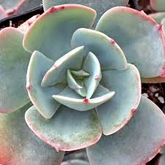 Echeveria Blue Sky 5 Succulent Cuttings Pink Leaves Rosette Form Drought Tolerant