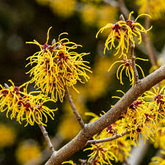 1 Witch Hazel Shrub - Hamamelis virginiana | 12-18” Bare Root | Native Fall-Blooming Shrub for Landscapes & Wildlife