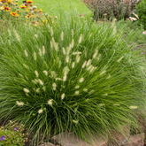 Pennisetum alopecuroides - 3 Sprouted Clumps, Fountain Grass, Zone 5-9