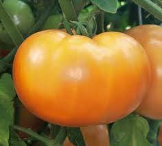 Mountain Gold Tomato Seeds | Heirloom - Non-GMO | 10-1,000 Seeds | Golden-Yellow Tomatoes | Disease Resistant | USDA Zones 3-10 | SEO Description (500 characters max) Grow