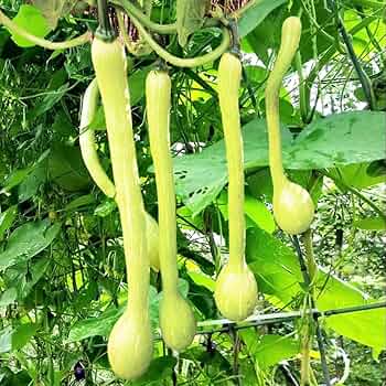 Tromboncino Squash Seeds - 25+ Heirloom Italian Seeds - USA Grown - - Unique Shape - Prolific Producer - Container Friendly