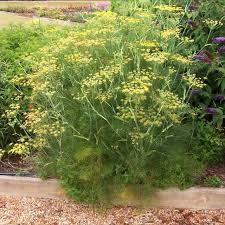 Dill Bouquet Seeds – 1g for Planting, Heirloom Variety, Fragrant & Flavorful, High Yield, Fast Growing, Culinary Herb, Garden Container