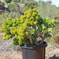 Crassula Ovata ‘Gollum Jade’ | 1 Bare Root 2-4” Plant | Money Tree, Unique Bonsai Succulent, Easy-Care Houseplant, Drought-Tolerant