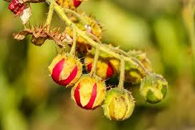 Litchi Tomato Seeds (Solanum sisymbriifolium) | 25 Seeds | Rare Heirloom Fruit with Spiny Foliage