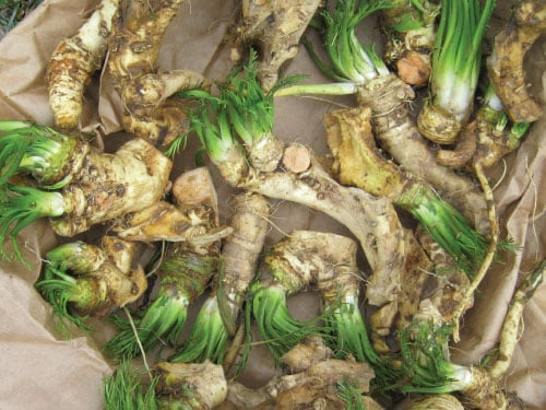 2 Horseradish Roots for Planting - Organic Horseradish Crowns - Easy To Grow - Garden Seedlings - Heirloom Root Starter Plants
