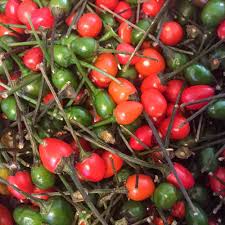 250mg Chiltepin Hot Pepper Seeds Capsicum annuum | Wild Chili, Very Hot, Non-GMO, Rare Native Pepper for Culinary & Medicinal Uses