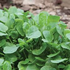 Upland Cress Seeds | Heirloom | Peppery Greens | Non-GMO | | Zones 3-9