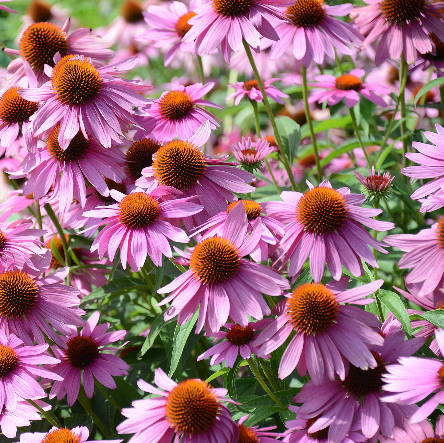 4000 Seeds Purple Coneflower, Echinacea Purpurea, Perennial Pollinator Flower