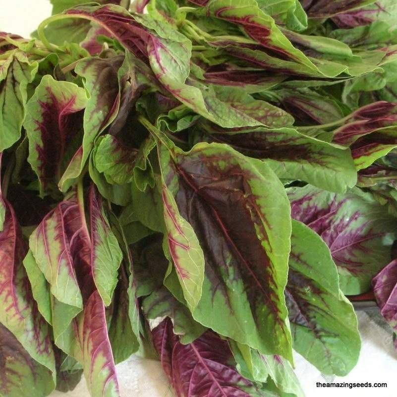 Edible Amaranth Red Stripe Leaf Seeds – Red Beauty Tricolor, 500mg for Planting, Vibrant Leaves, Fast Growing, Garden & Container Plant