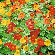 Tropaeolum majus Alaska Mix Nasturtium Seeds – 50+ Vibrant Blooms & Variegated Foliage