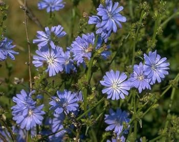 3000 Seeds Chicory, Cichorium Intybus, Heirloom Edible Greens and Root Herb