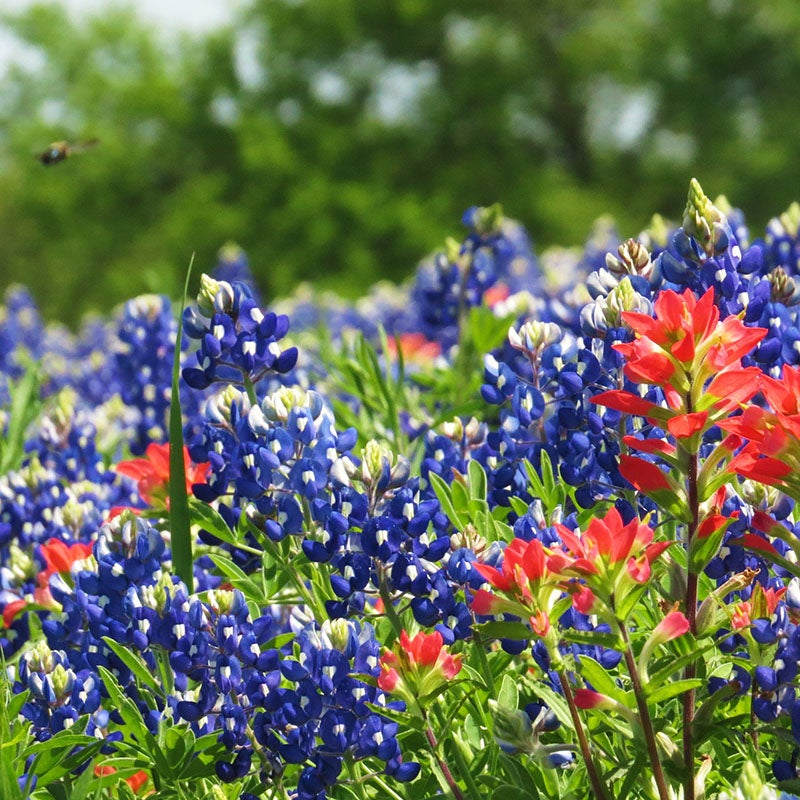1 Gram Seeds Texas Bluebonnet (Lupinus texensis) for Planting | Iconic Wildflower for Gardens, Meadows, and Pollinator Habitats