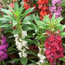 Tom Thumb Impatiens Seeds | Violet-Purple Blooms | Shade Tolerant | Non-GMO | | Zones 3-10