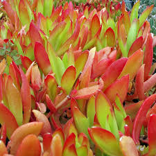 Crassula Capitella ‘Campfire’ | 3 Unrooted 2” Cuttings | Red-Tinged Succulent, Fast-Growing, Easy-Care, Unique Trailing Plant
