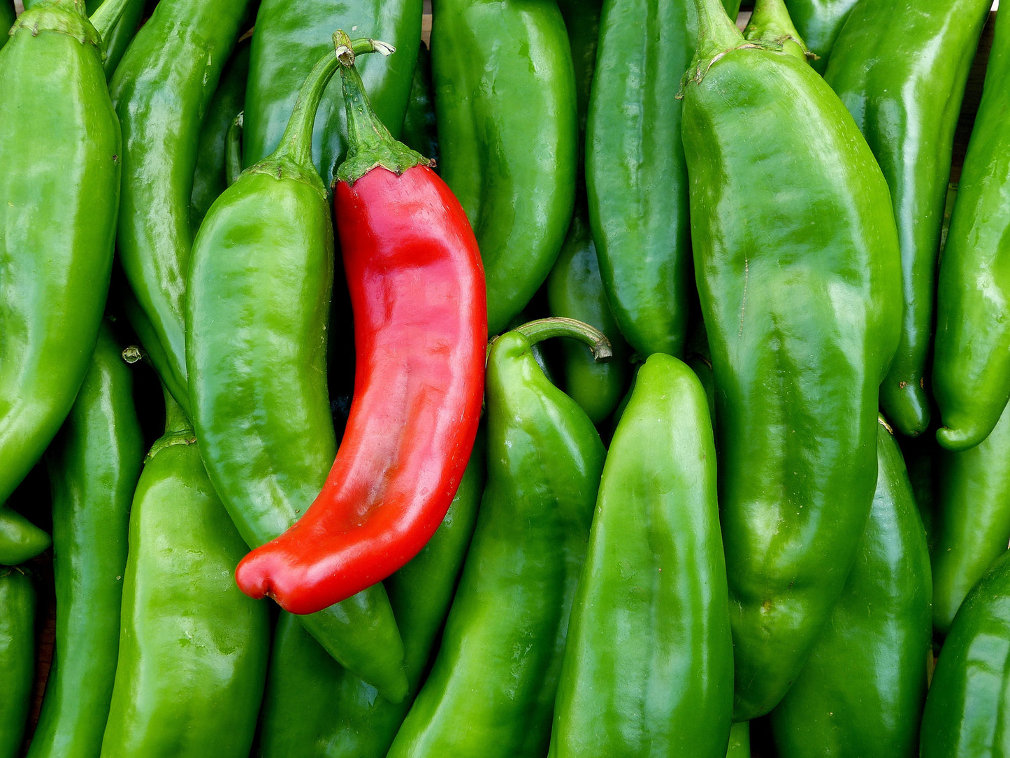 250 mg Seeds Lumbre Pepper – Capsicum annuum | Spicy Hot Pepper Variety for Planting, Gardening & Bold Culinary Harvest