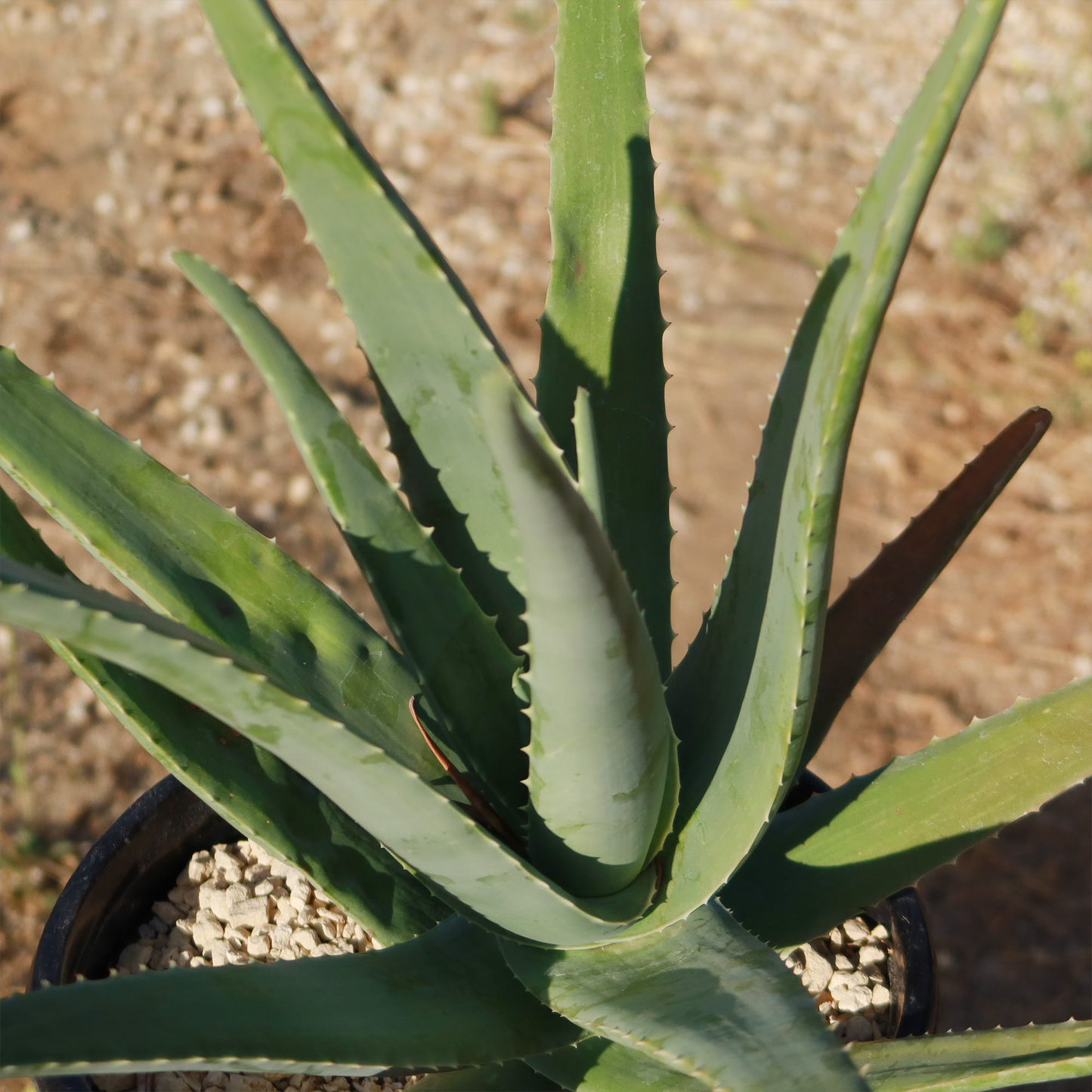 Rooted Aloe Vera Plant with Pot - Small Aloe Barbadensis Live Plant - Easy Care Succulent, Ready to Plant