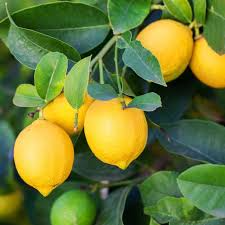 Lemon 'Eureka' Tree Seedling | 3–8" Tall | Citrus limon | | Indoor & Outdoor