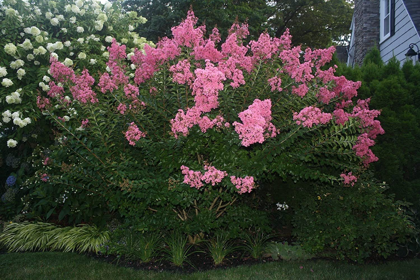 Dark Pink Crepe Myrtle Cuttings - 7 Live 6" Cuttings, Fast-Growing, Flowering Tree for Outdoor Gardens, USDA Zones 7-10