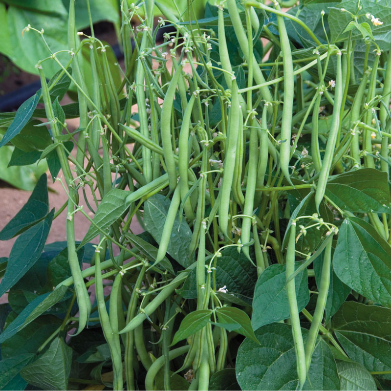 Petite Filet French Bean Seeds – 5g for Planting, Gourmet Variety, Tender & Stringless, High Yield, Easy to Grow, Garden Container