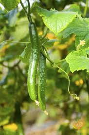 Cucumber Chinese Snake Curved Seeds – 10 Seeds for Planting, Heirloom Variety, Long Crisp, High Yield, Heat Tolerant, Garden & Trellis
