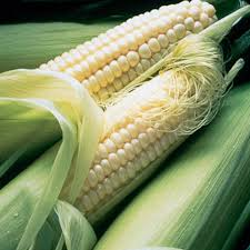 Corn Silver Queen Hybrid Sweet Seeds – 5g for Planting, Tender Juicy, High Yield, Early Maturing, Garden & Field, Non-GMO