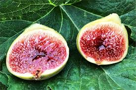 3 White Adriatic Fig Tree Unrooted Cuttings | Ficus carica | Rare, Sweet White Fruit, Easy to Grow, for Propagation, Indoor/Outdoor Tree