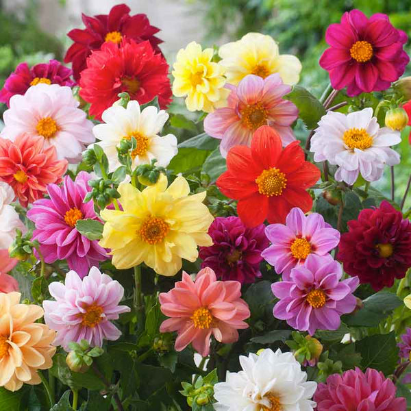 Unwins Bedding Dahlia Seeds | Semi-Double Blooms | Non-GMO | | Zones 2-10