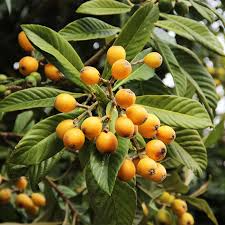 Loquat Tree – Sweet Juicy Tropical Fruit Tree – Ships in Pot – Ready to Plant