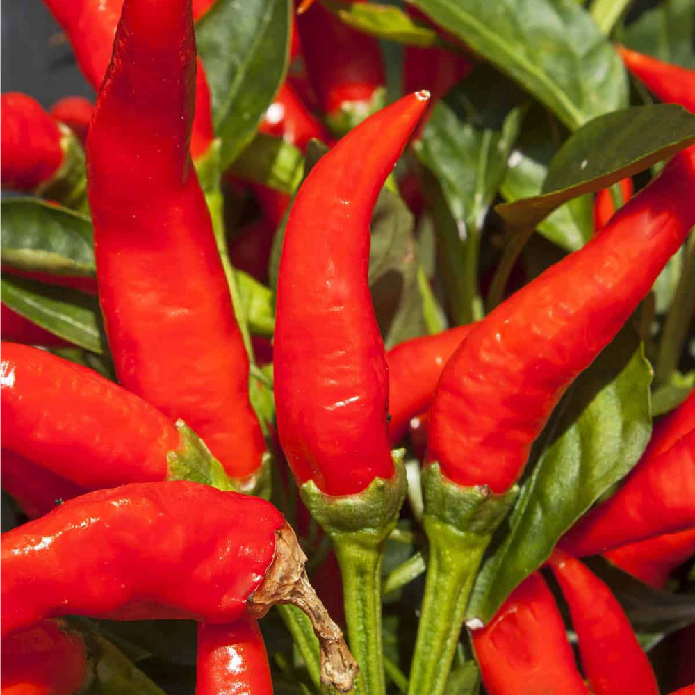 250mg Mosco Pueblo Mirasol Chile Guajillo Hot Pepper Seeds Capsicum annuum | Bold Flavor, High Yield, Non-GMO for Salsas & Drying
