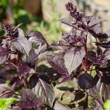 Dark Opal Basil Seeds | Heirloom, Non-GMO | Deep Purple Leaves | Culinary Herb | Fast Growing | | 65 Days to Maturity
