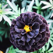 25 Hybrid Black Marigold Seeds - Unique Dark Blooms - Easy to Grow Annual Flower for Gardens, Borders, Pollinators & Landscaping