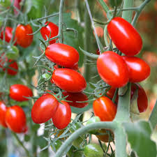 Tomato Roma Seeds – 100mg for Planting, Heirloom Variety, Meaty & Flavorful, High Yield, Great for Sauces Canning, Garden Containers